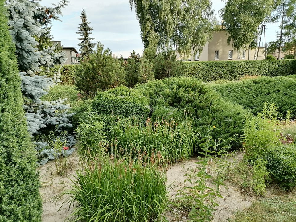 Krzewy