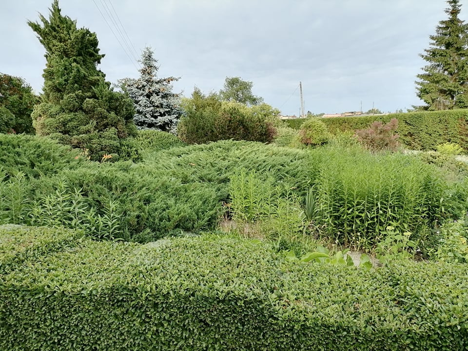 Żywopłot