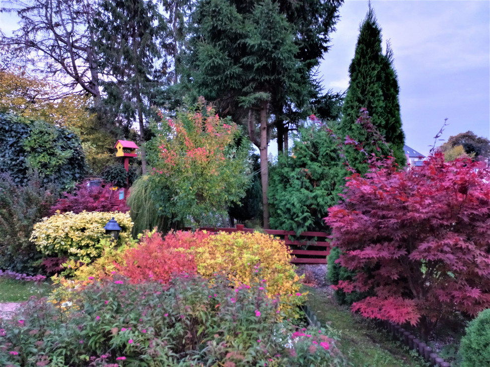Panorama jesienna ogrodu