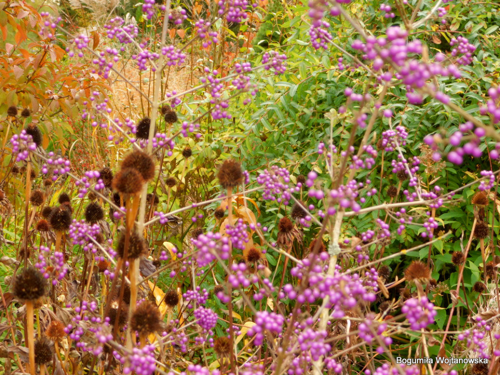 Koraliki pięknotki " Callicarpa Profusion"