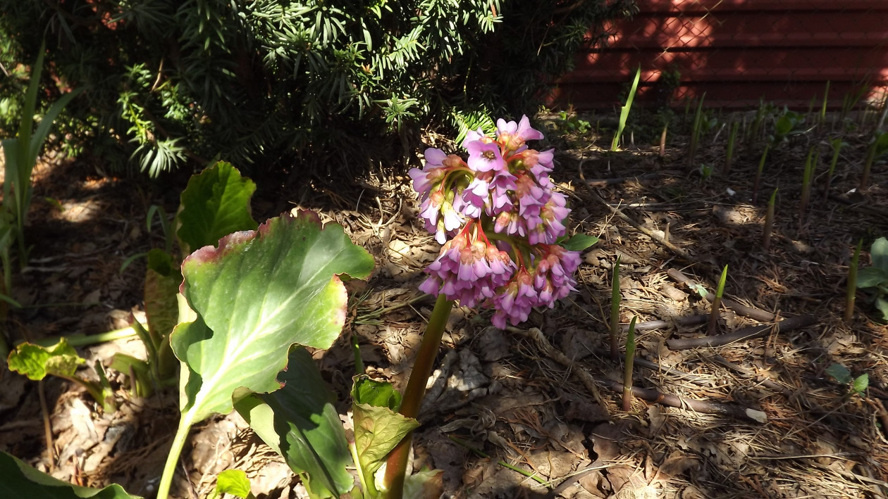 Bergenia