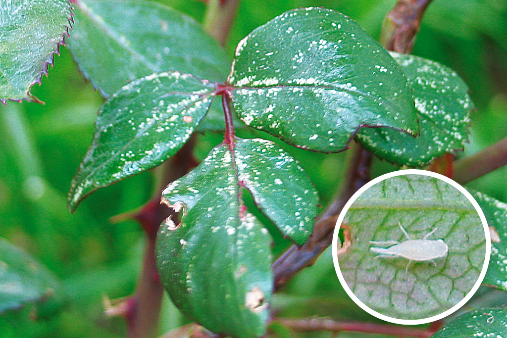 Co zagraża różom - Mój Piękny Ogród - Ogrody ozdobne, Rośliny, Kwiaty