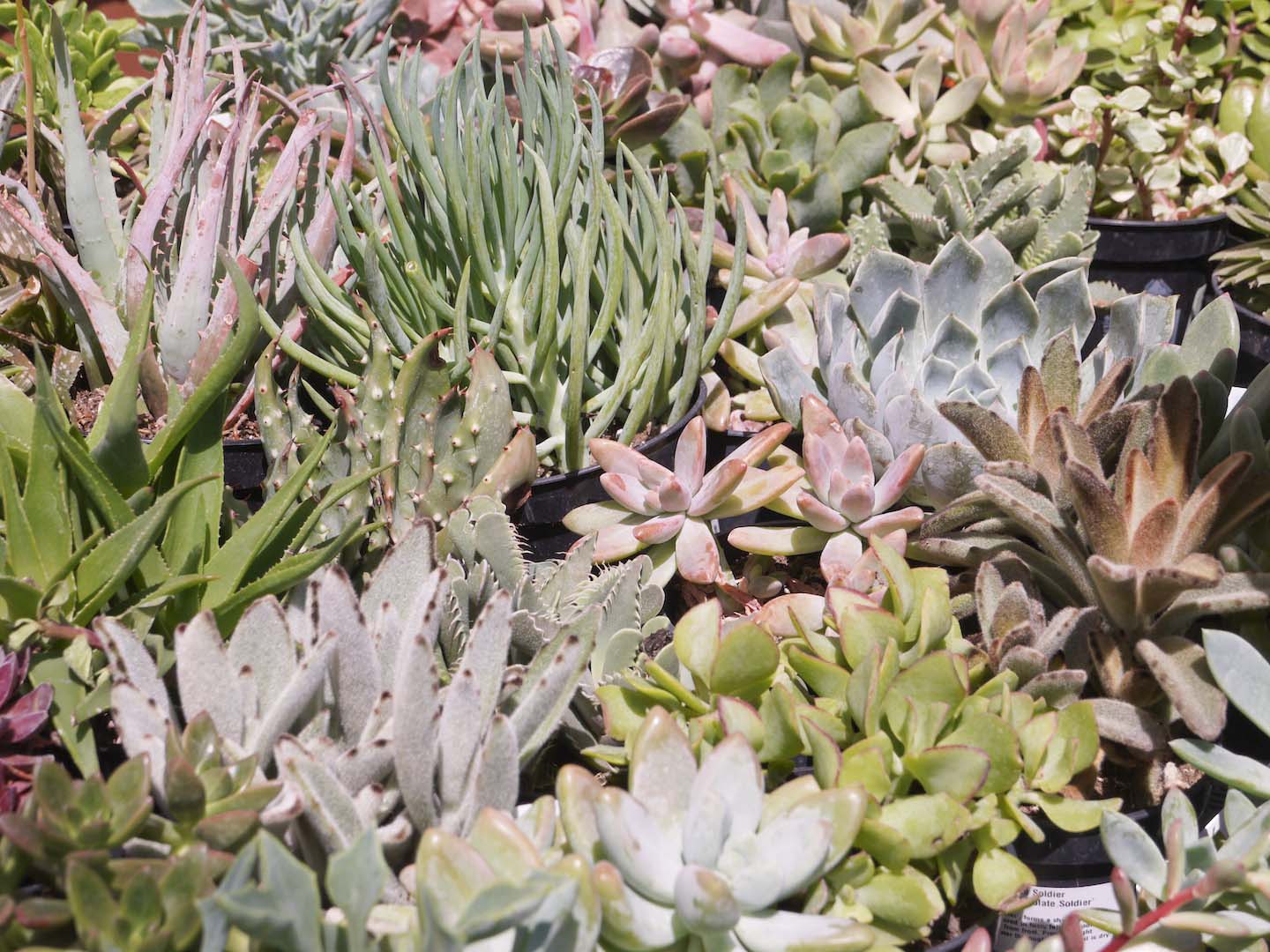 Sukulenty idealnie pasują do skalniaków  (zdj.: Fotolia.pl)