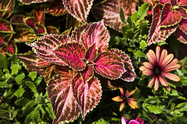 Koleus Blumego (zdj.: Fotolia.com)