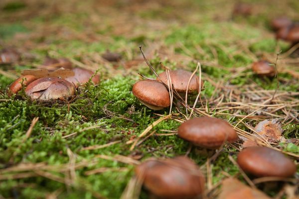 Maślaki (zdj.: Fotolia.com)