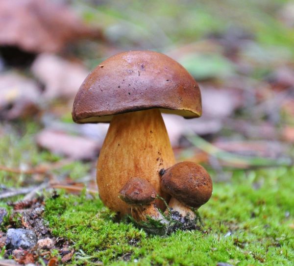 Podgrzybki (zdj.: Fotolia.com)