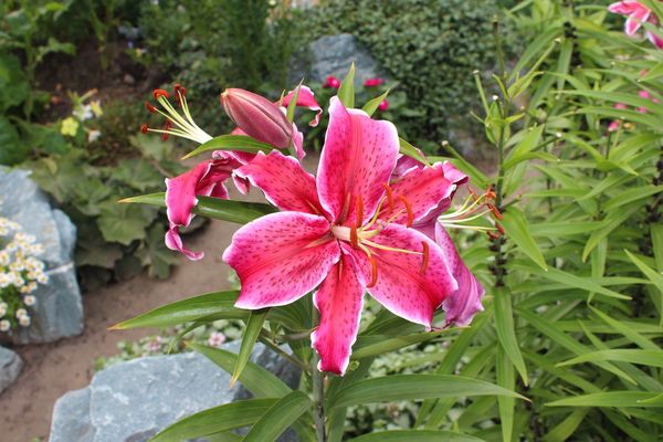 Liliowiec (zdj.: Fotolia.com)