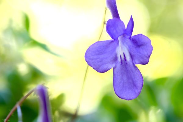 Skrętnik Streptocarpus (zdj.: Fotolia.com)
