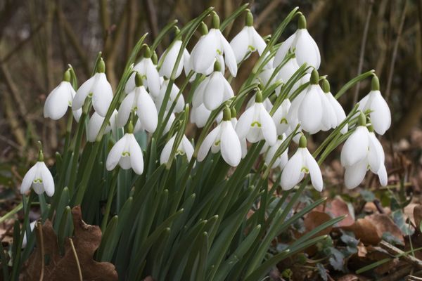 Śnieżyczka przebiśnieg Galanthus nivalis (zdj.: Fotolia.com)
