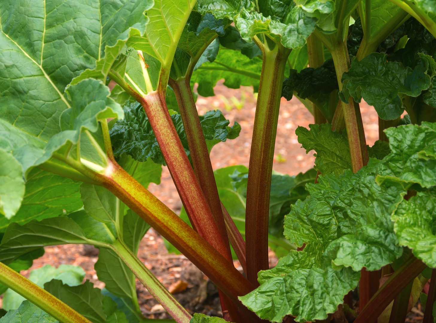 Praktyczny Ogrodnik rabarbar sadzimy jesienią Mój Piękny Ogród