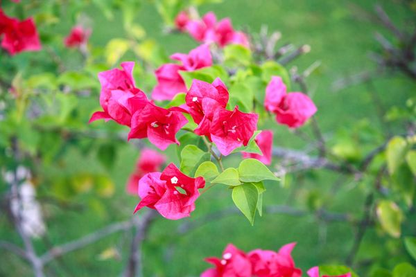 Bugenwilla bougainvillea (zdj.: Fotolia.com)