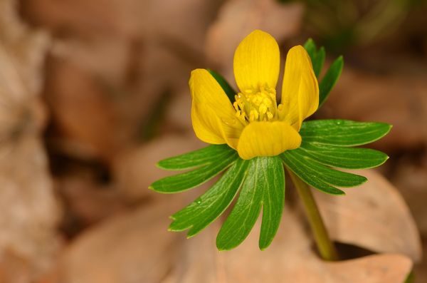 Rannik zimowy (eranthis hyemalis) z bliska (zdj.: Adobe Stock)