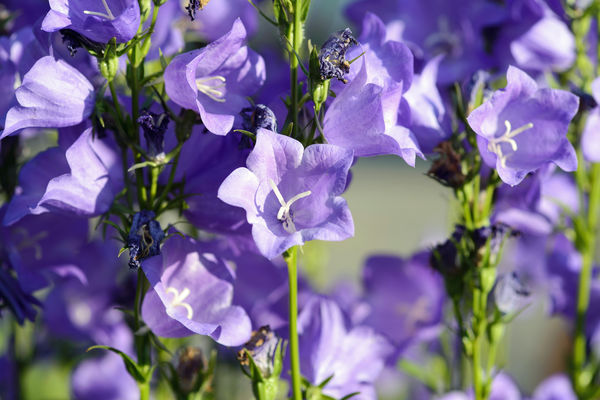 Dzwonek brzoskwiniolistny Campanula persicifolia (zdj.: Adobe Stock)