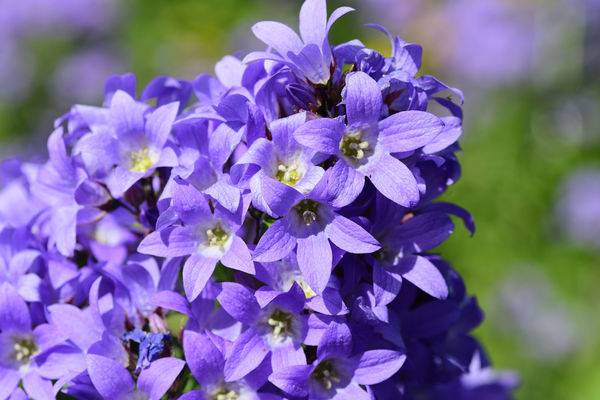 Dzwonek kremowy Campanula lactiflora (zdj.: Adobe Stock)