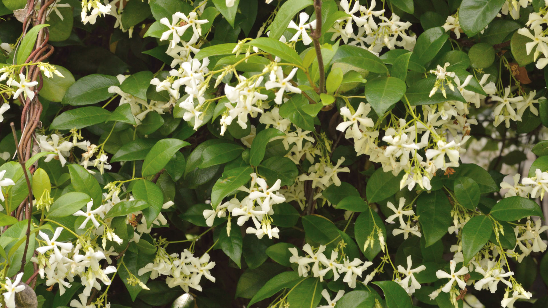 Jaśmin Jasminum sylwetka, stanowisko, uprawa, zastosowanie Mój