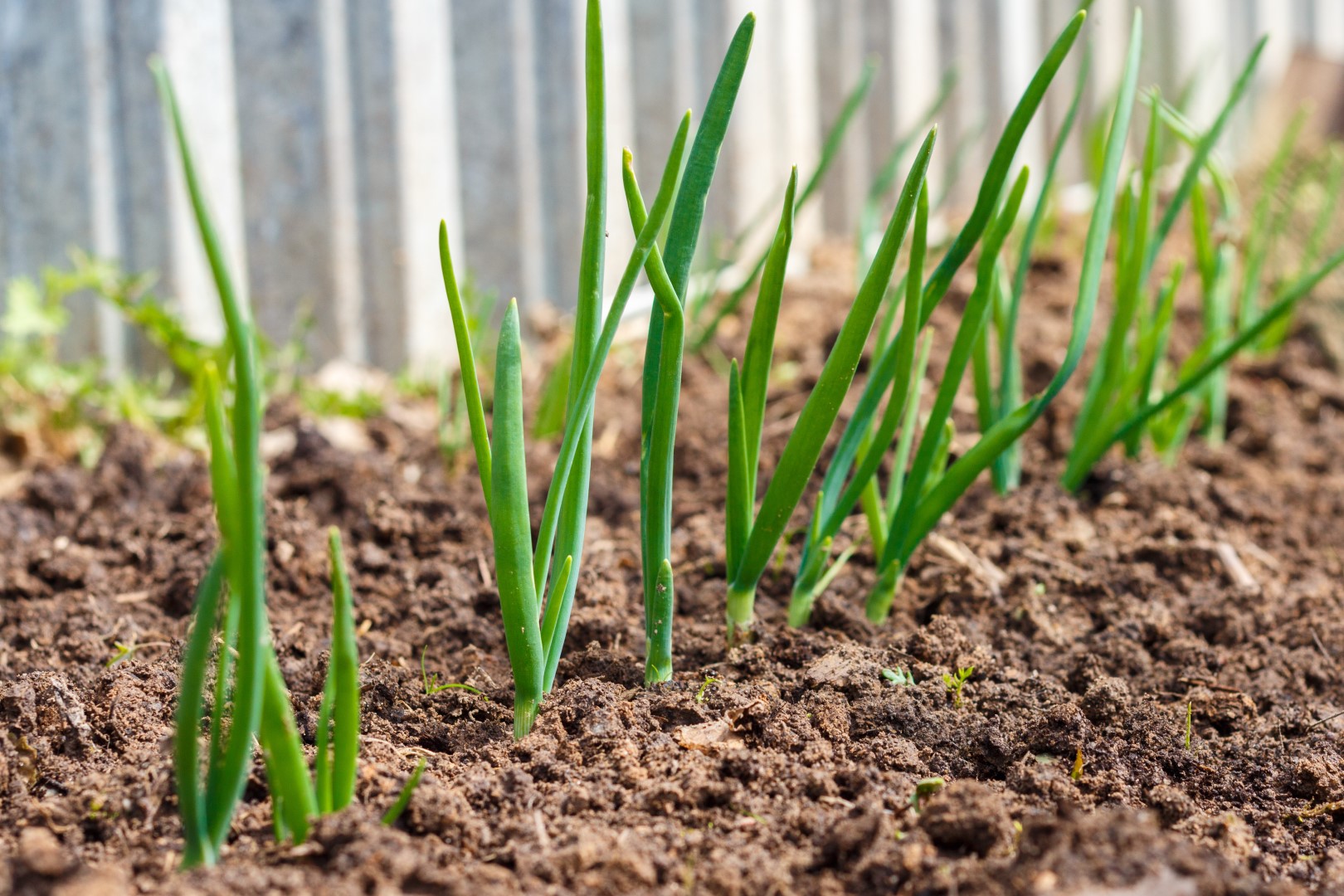 uprawa-cebuli-wiosn-praktyczny-ogrodnik-m-j-pi-kny-ogr-d-ogrody